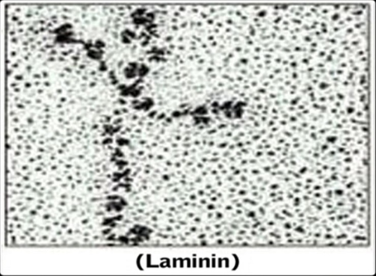 laminin.jpg